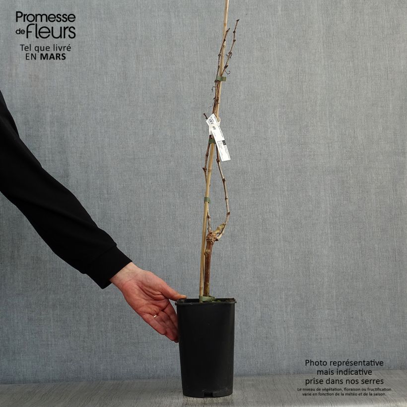 Vitis vinifera Perle de Csaba - Grape Vine 1.5L/2L pot sample as delivered in winter