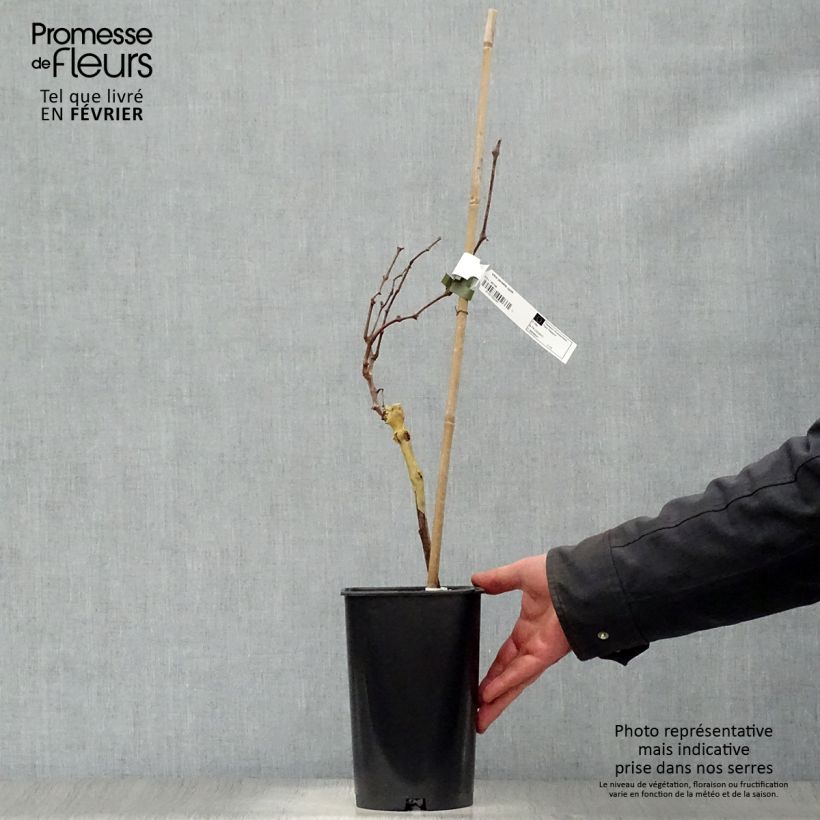 Vitis vinifera Perlette - Grape Vine 2L/3L pot sample as delivered in winter