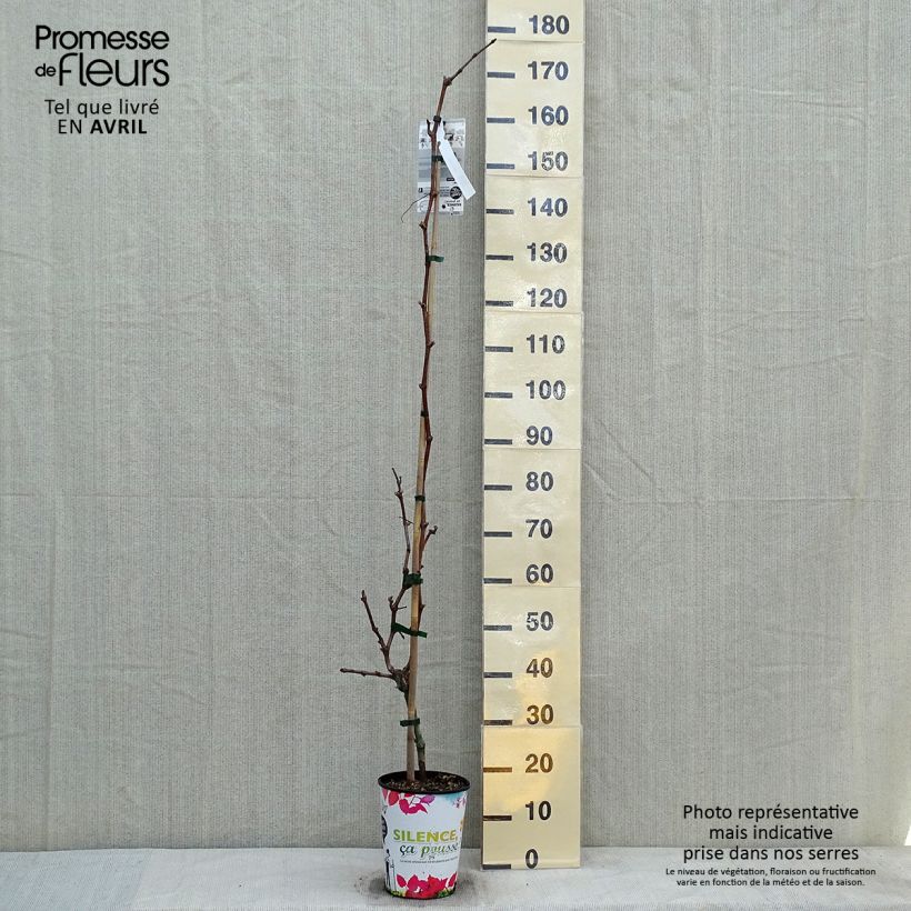 Vitis vinifera Philipp - Grape Vine 4L/5L pot sample as delivered in spring