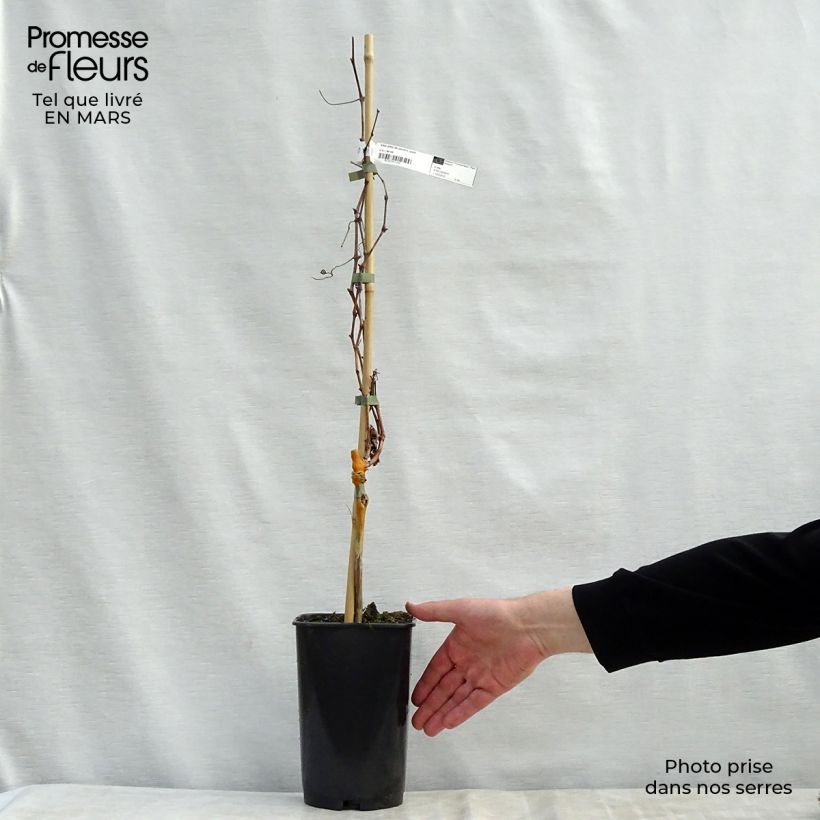 Vitis vinifera Pied de Perdrix - Grape Vine 2L/3L pot sample as delivered in spring