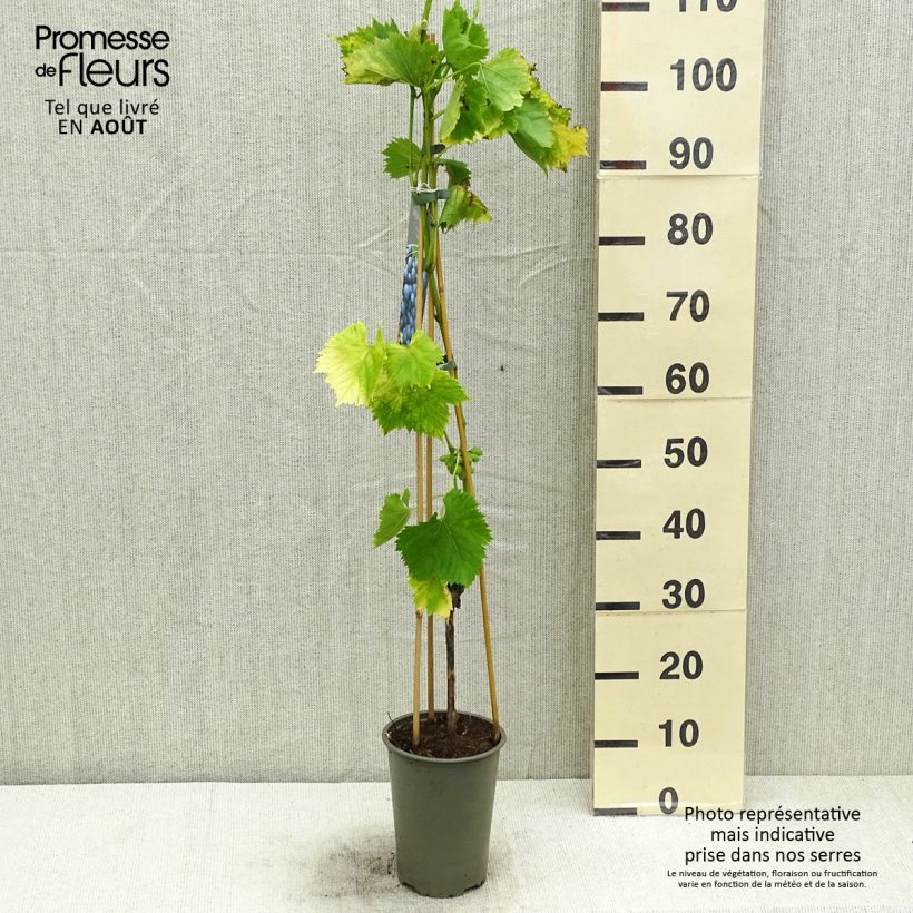 Vitis vinifera Regent 2L/3L pot sample as delivered in summer
