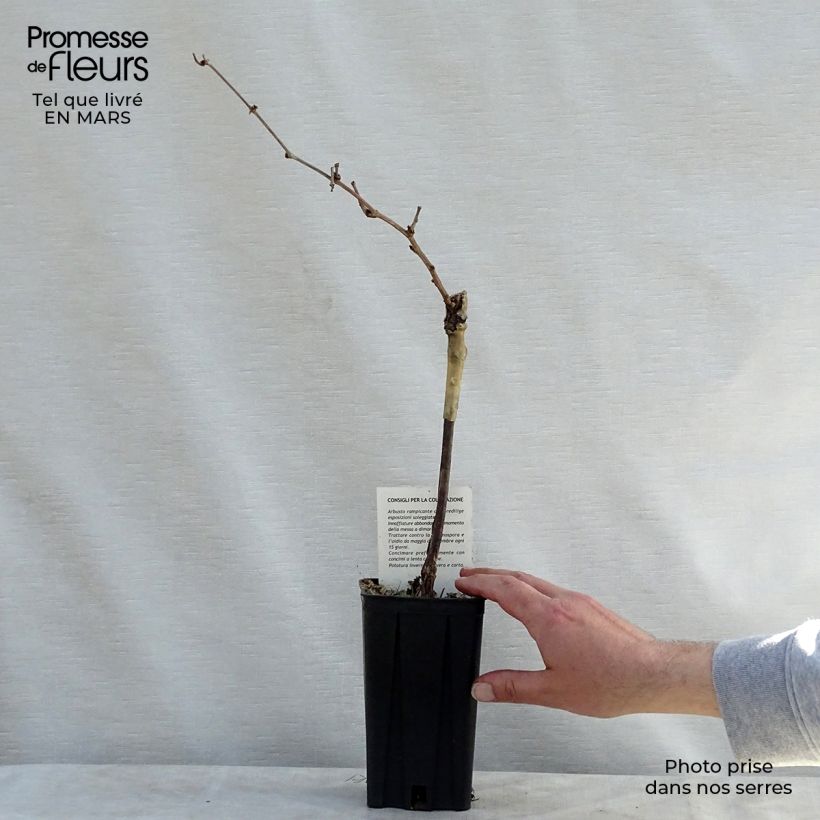 Vitis vinifera Riesling - Grape Vine 1.5L/2L pot sample as delivered in spring