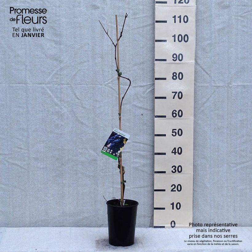 Vitis vinifera Venus - Grape Vine 1.5L/2L pot sample as delivered in winter