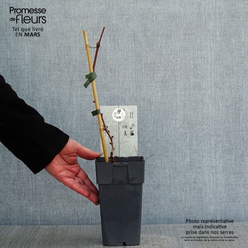 Vitis vinifera Himrod - Grape vine 1.5L/2L pot sample as delivered in winter