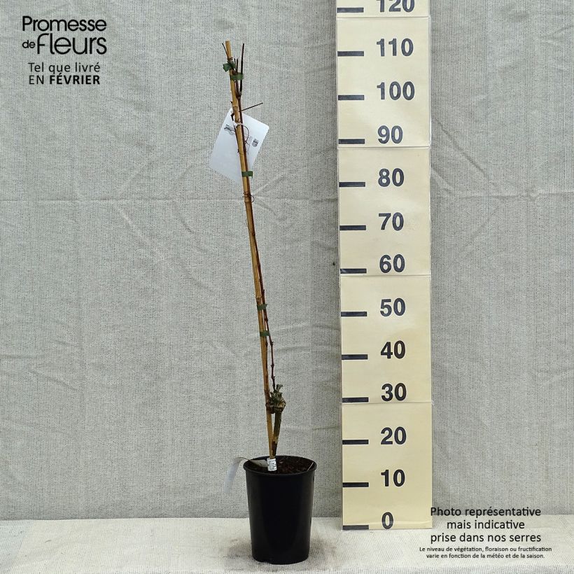 Vitis vinifera Muscat Bleu - Grape vine 2L/3L pot sample as delivered in winter