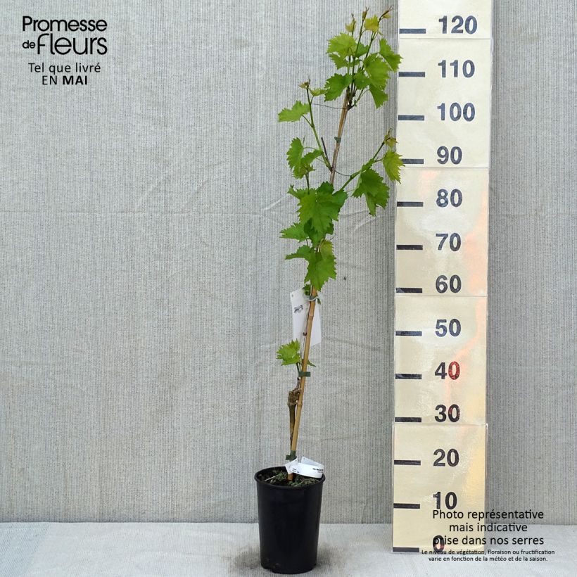 Vitis vinifera Muscat Bleu - Grape vine 2L/3L pot sample as delivered in spring