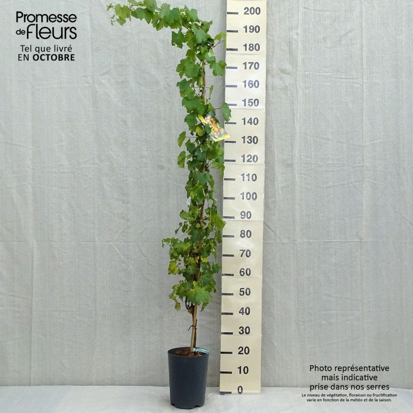 Vitis vinifera Palatina - Grape Vine 4L/5L pot sample as delivered in autumn