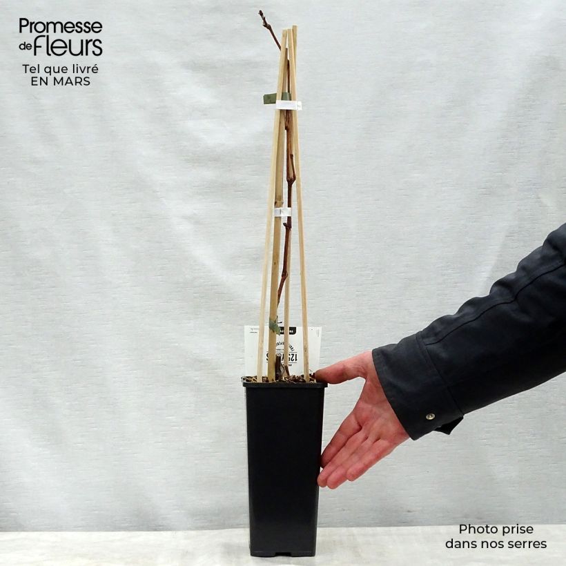 Vitis vinifera Vroege Van Der Laan - Grape Vine 1.5L/2L pot sample as delivered in spring