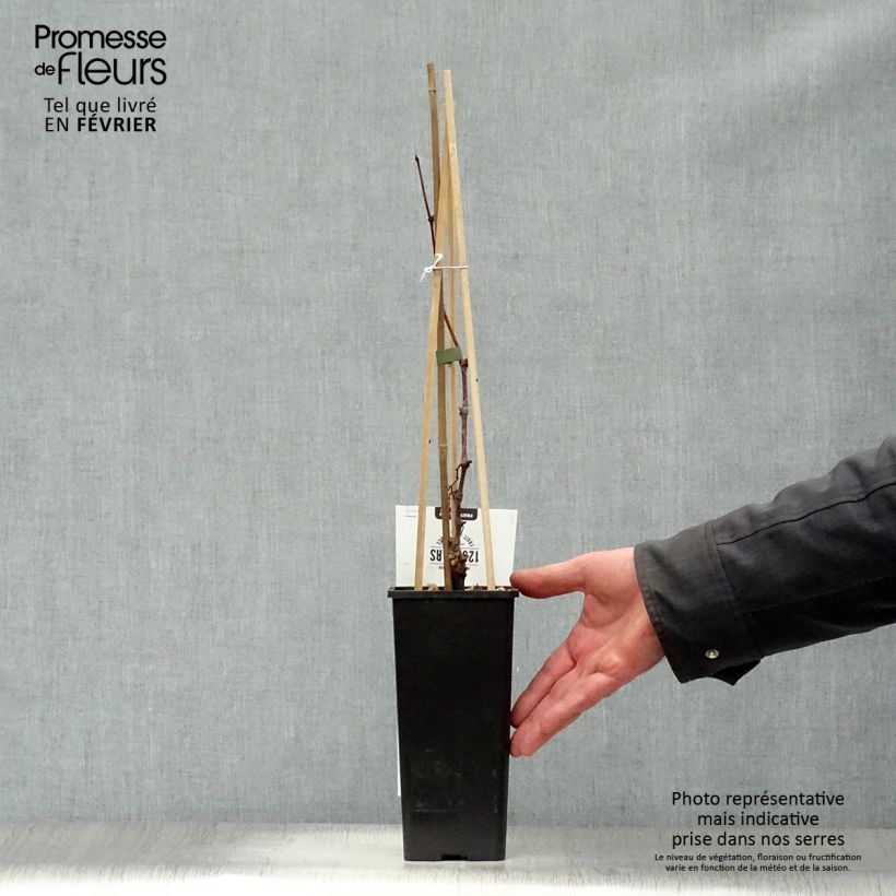 Vitis vinifera Vroege Van Der Laan - Grape Vine 1.5L/2L pot sample as delivered in winter