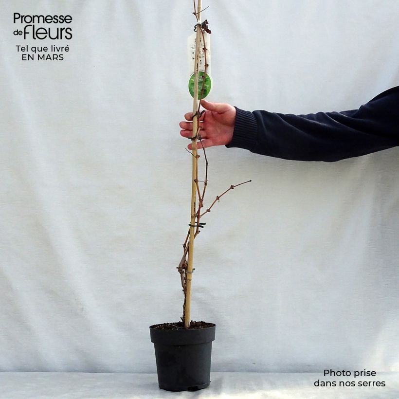 Vitis vinifera Purpurea - Grape Vine 2L/3L pot sample as delivered in spring