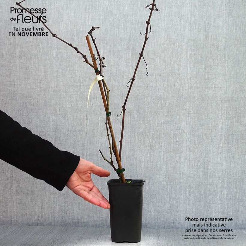 Vitis vinifera Incana - Ornamental Grape Vine 1.5L/2L pot sample as delivered in autumn