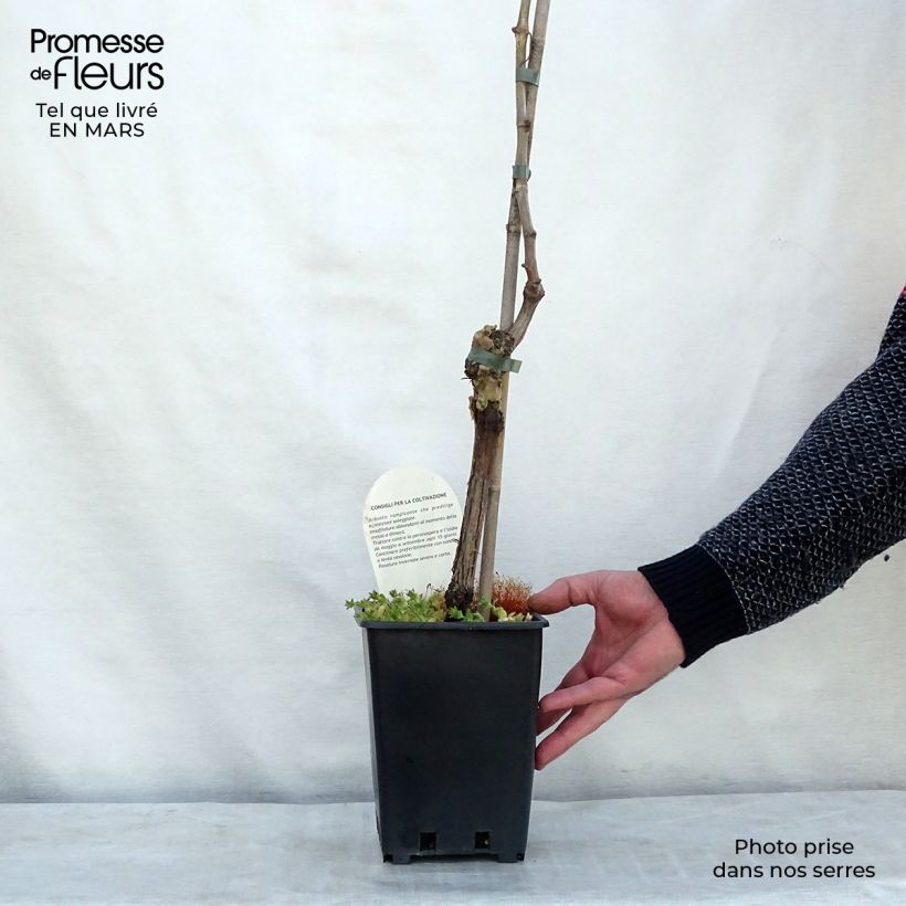 Vitis vinifera Aperina bianca - Grape vine 3L/4L pot sample as delivered in spring