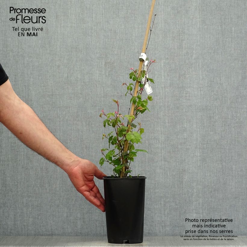 Ampelopsis brevipedunculata Elegans - Porcelainberry 1.5L/2L pot sample as delivered in spring