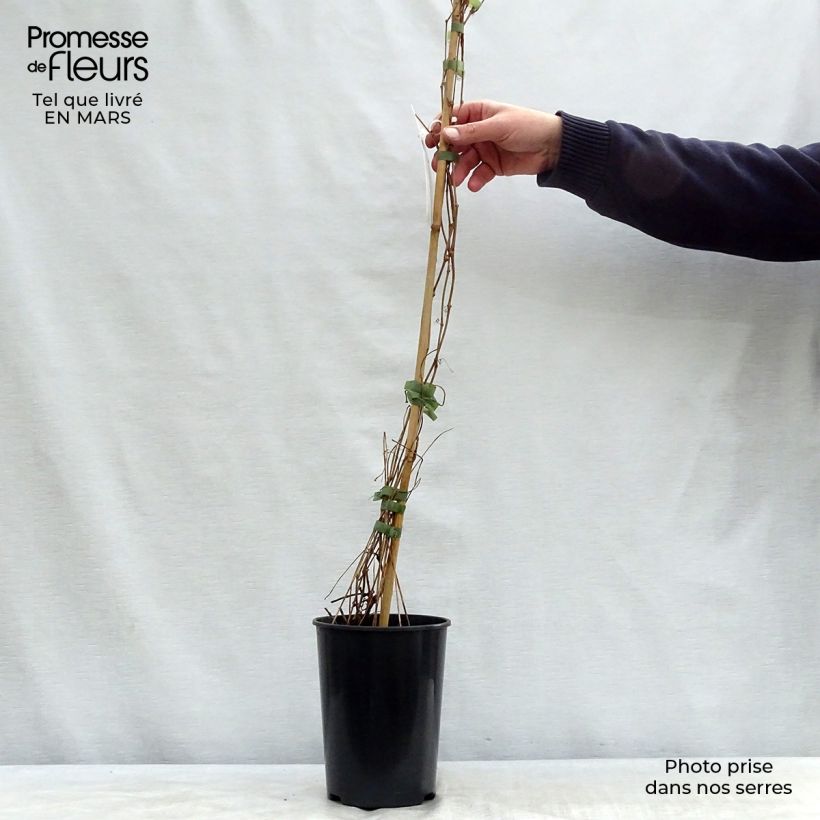 Parthenocissus quinquefolia Engelmannii - Virginia Creeper 2L/3L pot sample as delivered in spring