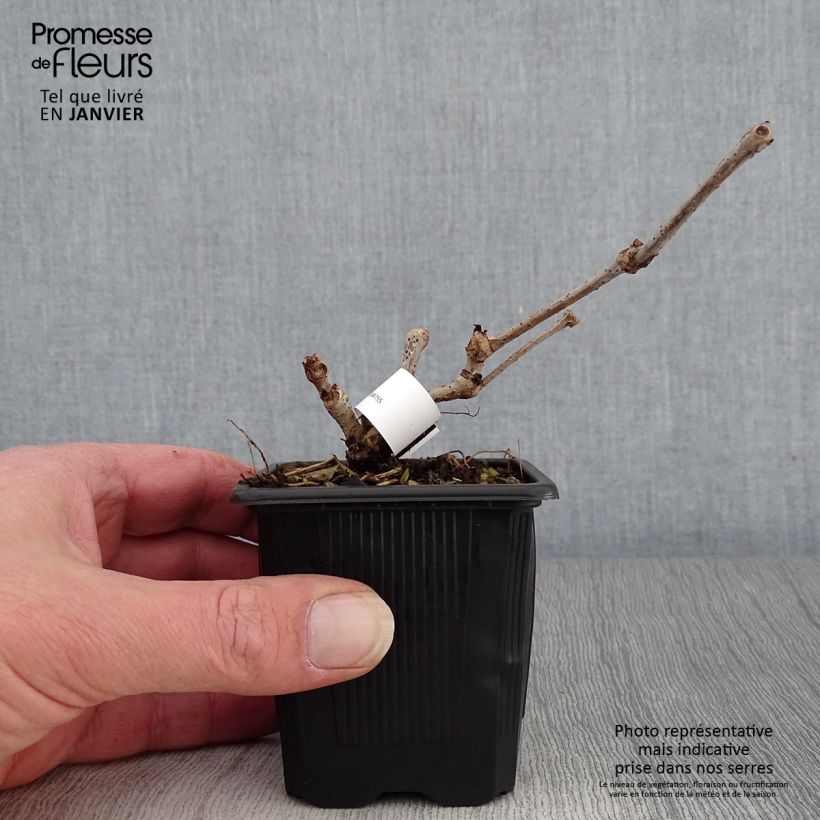 Parthenocissus quinquefolia Engelmannii - Virginia Creeper 8/9 cm pot sample as delivered in winter