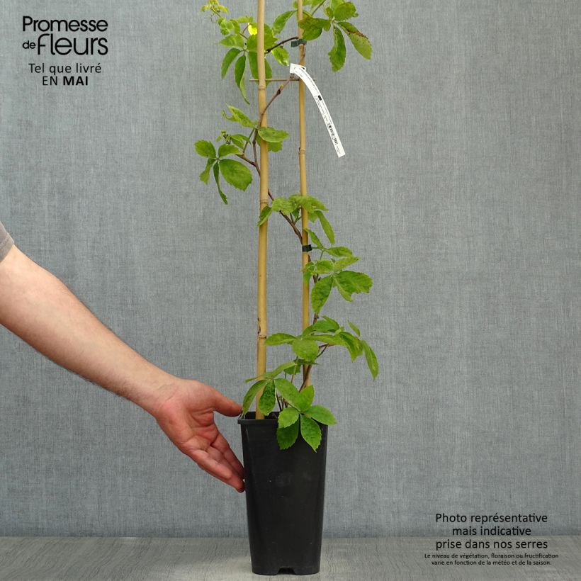 Parthenocissus quinquefolia Red Wall- Virginia Creeper 2L/3L pot sample as delivered in spring