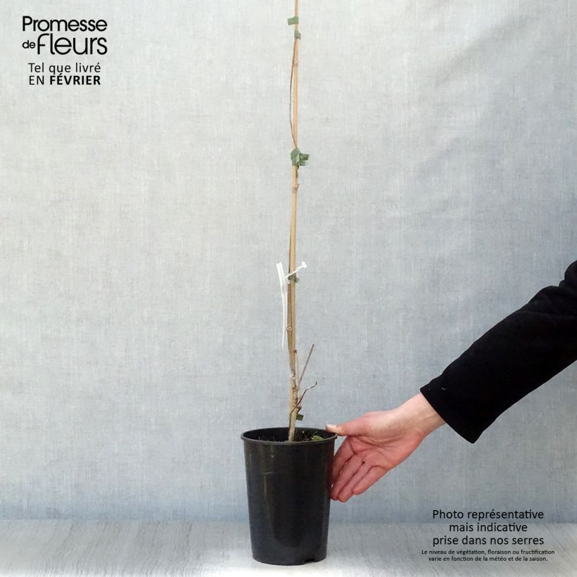 Parthenocissus quinquefolia- Virginia Creeper 2L/3L pot sample as delivered in winter