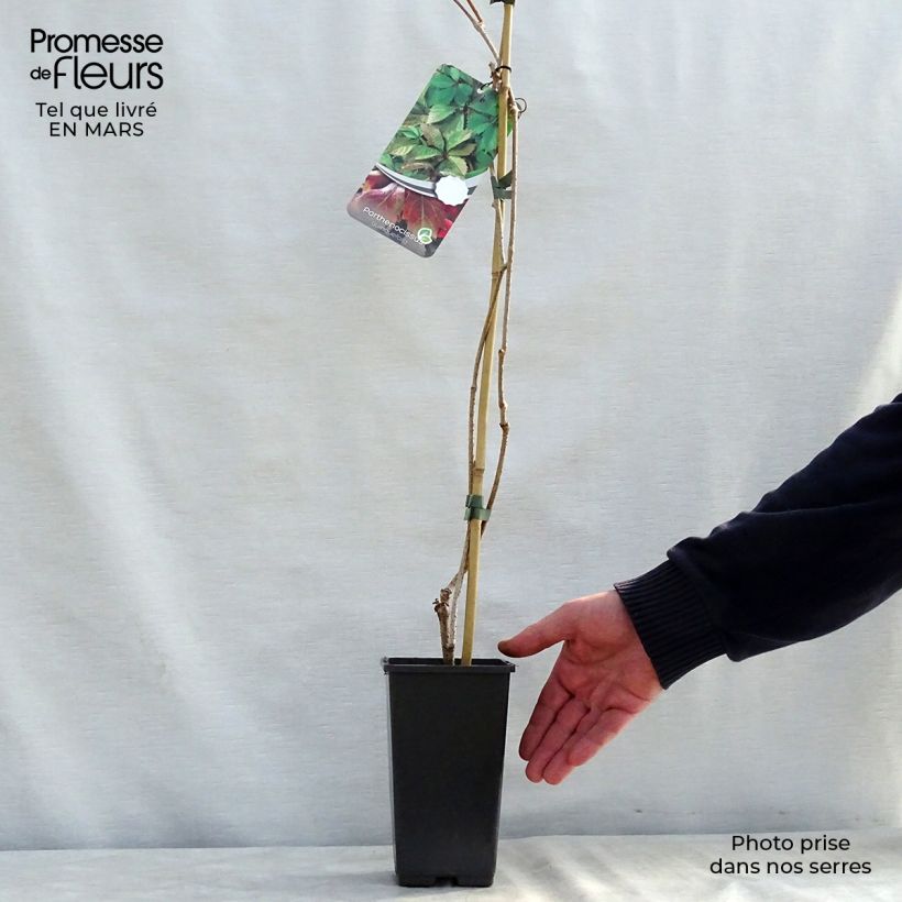 Parthenocissus quinquefolia- Virginia Creeper 2L/3L pot sample as delivered in spring