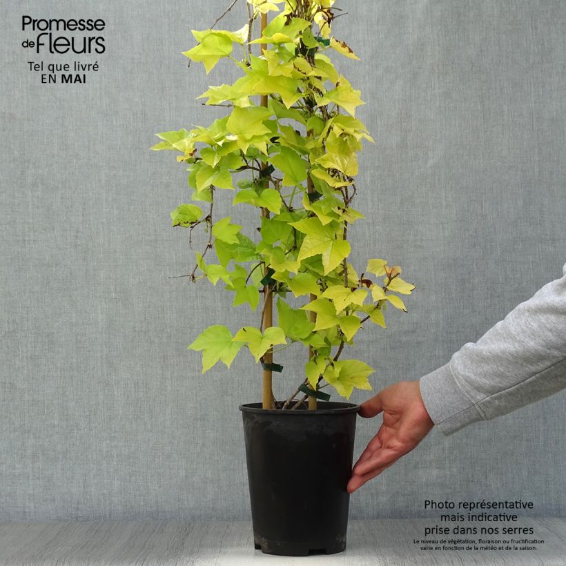 Parthenocissus tricuspidata Fenway Park - Boston Ivy 4L/5L pot sample as delivered in spring