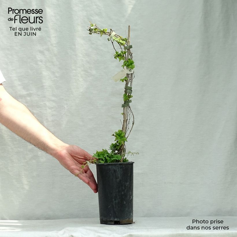 Parthenocissus tricuspidata Lowii- Boston Ivy 2L/3L pot sample as delivered in summer