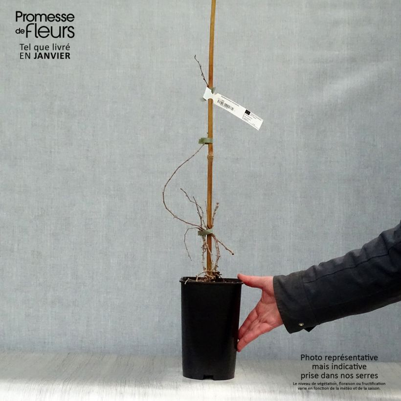 Parthenocissus tricuspidata Minutifolia- Boston Ivy 2L/3L pot sample as delivered in winter