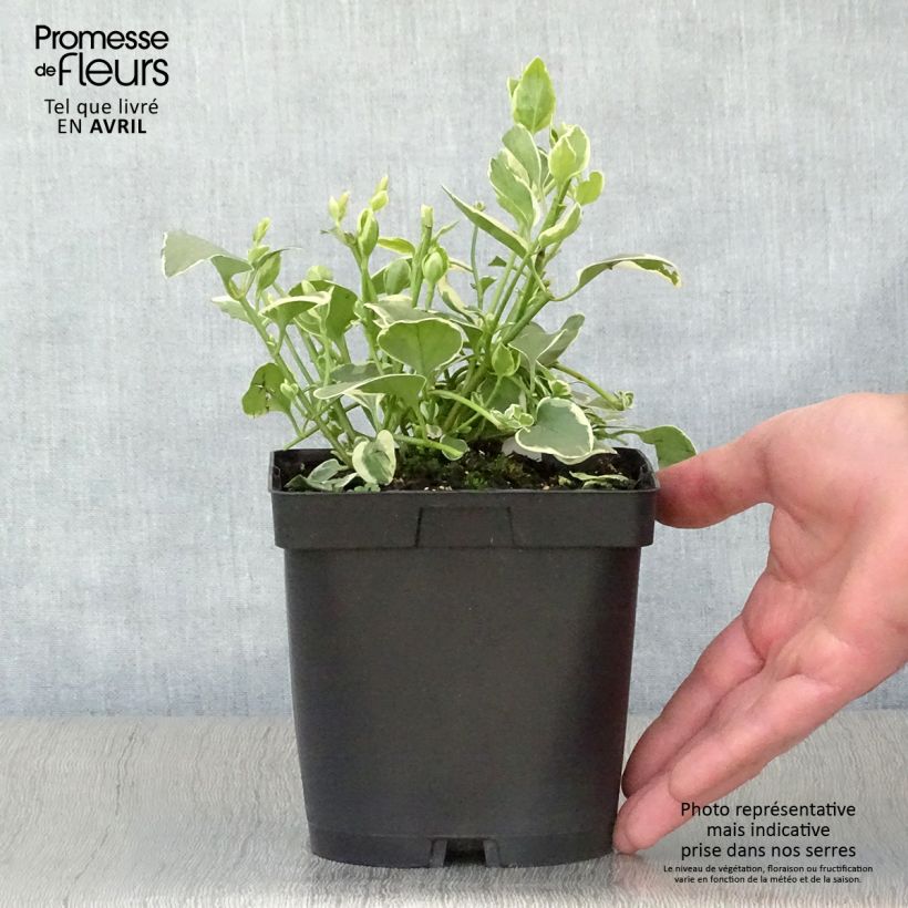 Vinca major Variegata 2L/3L pot sample as delivered in spring