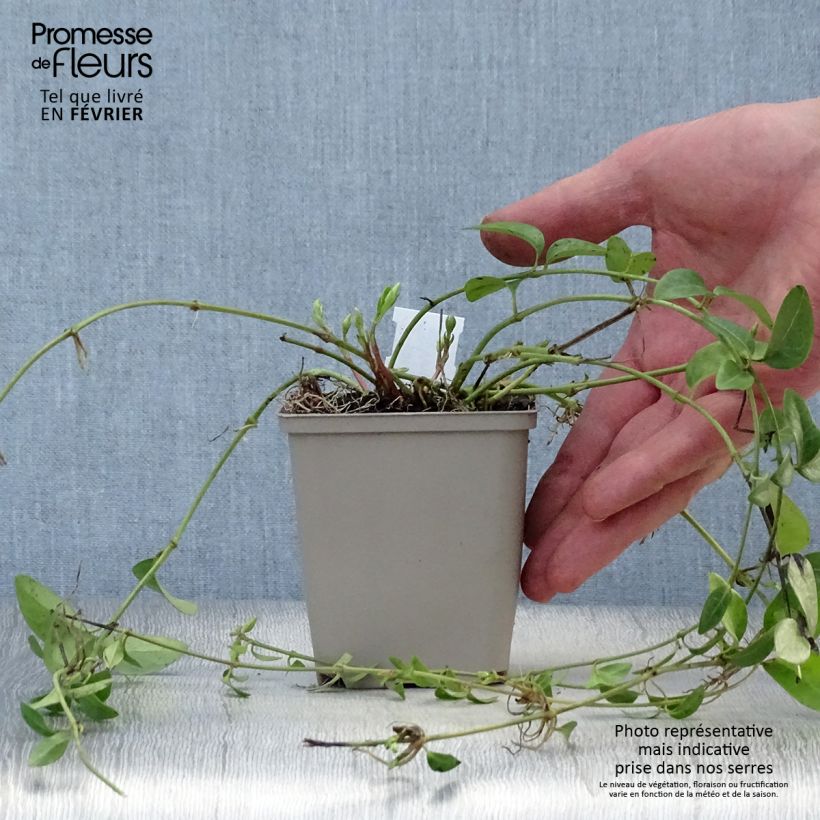 Vinca minor Alba 8/9 cm pot sample as delivered in winter