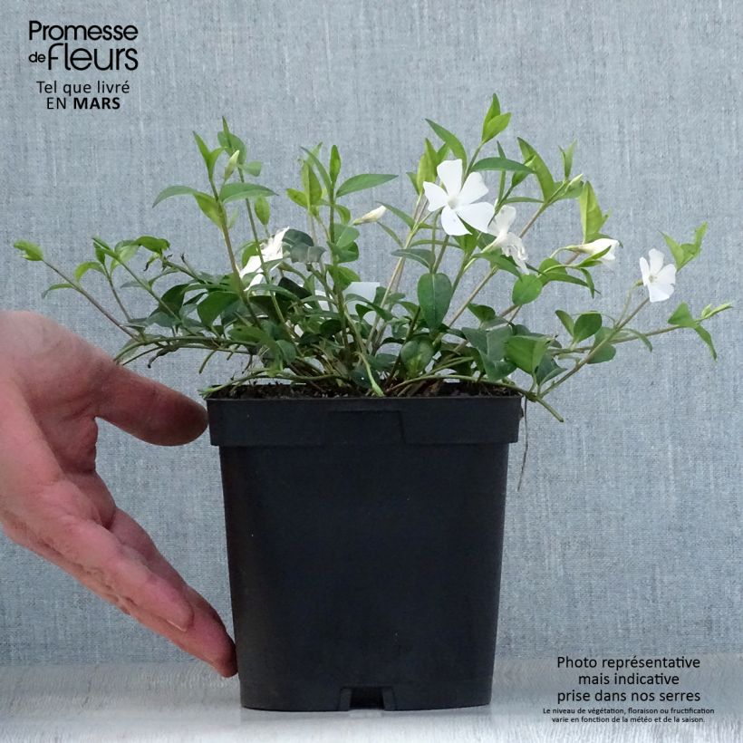 Vinca minor Alba 2L/3L pot sample as delivered in spring