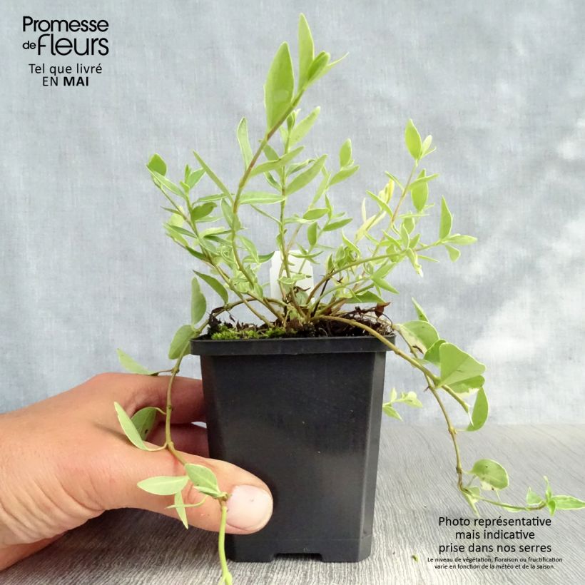 Vinca minor Argenteovariegata 8/9 cm pot sample as delivered in spring