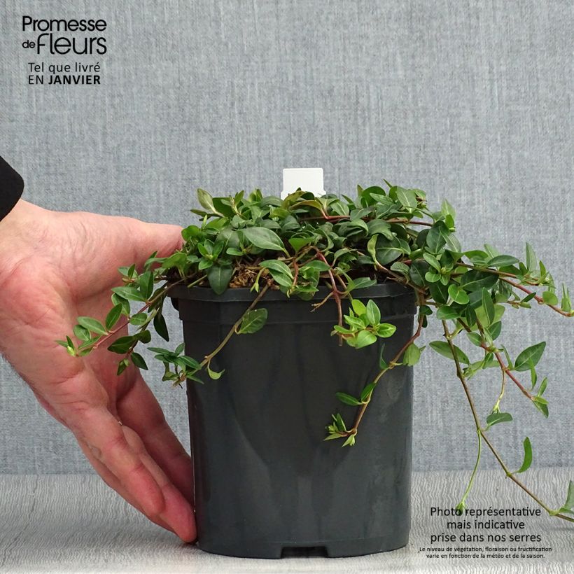 Vinca minor Atropurpurea 2L/3L pot sample as delivered in winter