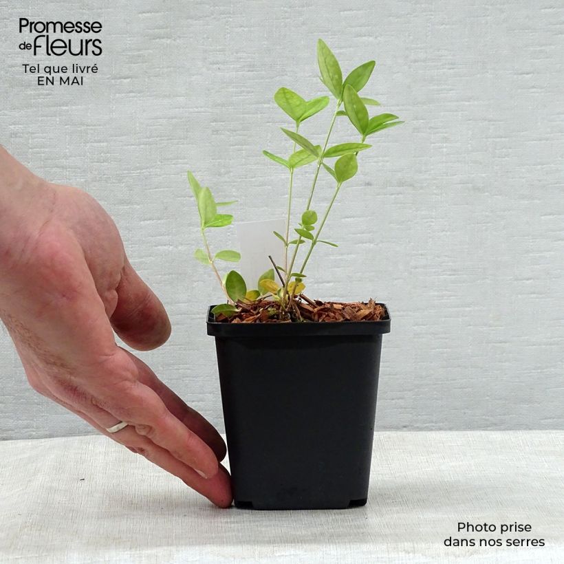 Vinca minor Flower Power 8/9 cm pot sample as delivered in spring