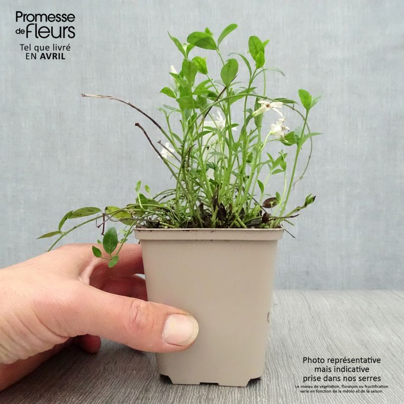 Vinca minor Gertrude Jekyll 8/9 cm pot sample as delivered in spring