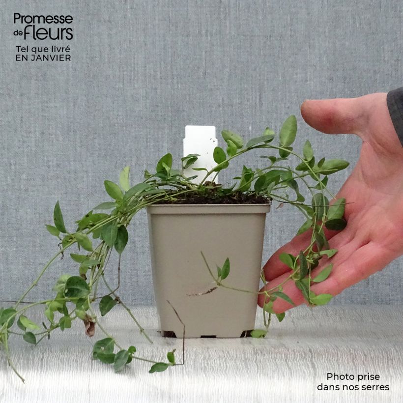 Vinca minor Josefine 8/9 cm pot sample as delivered in winter
