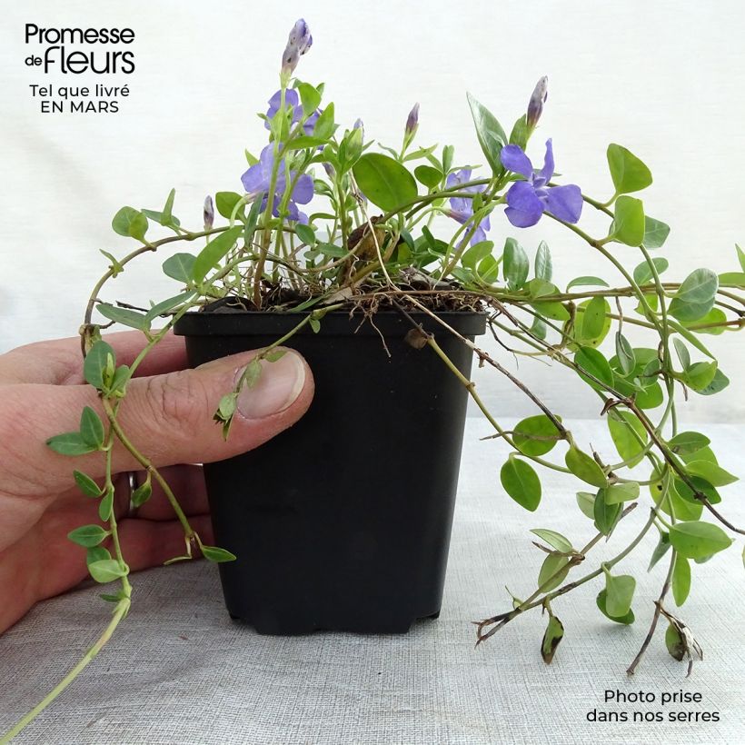 Vinca minor Marie 8/9 cm pot sample as delivered in spring