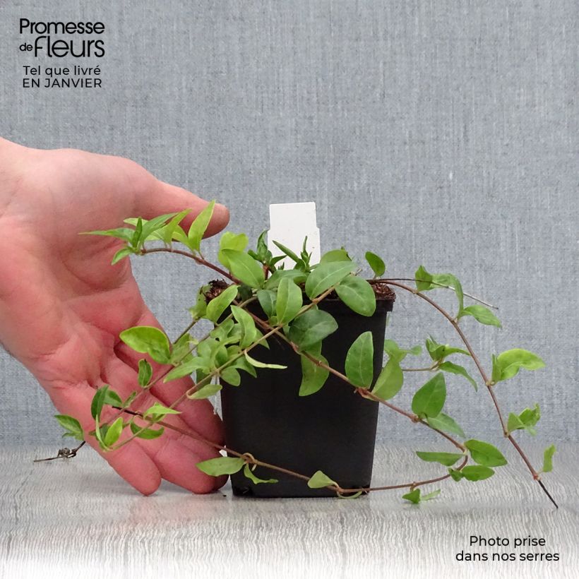 Vinca minor Multiplex 8/9 cm pot sample as delivered in winter