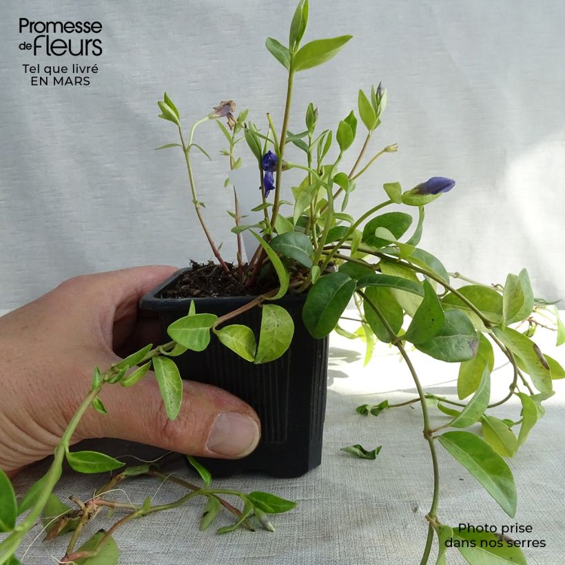 Vinca minor 7/8 cm pot sample as delivered in winter