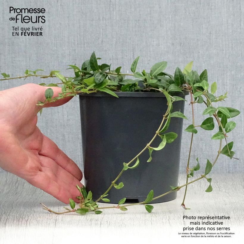 Vinca minor 2L/3L pot sample as delivered in winter