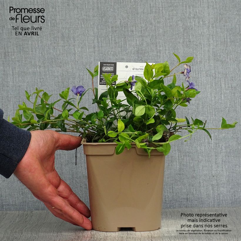 Vinca minor 2L/3L pot sample as delivered in spring