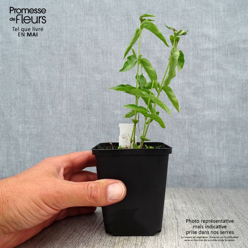 Vincetoxicum hirundinaria  8/9 cm pot sample as delivered in spring