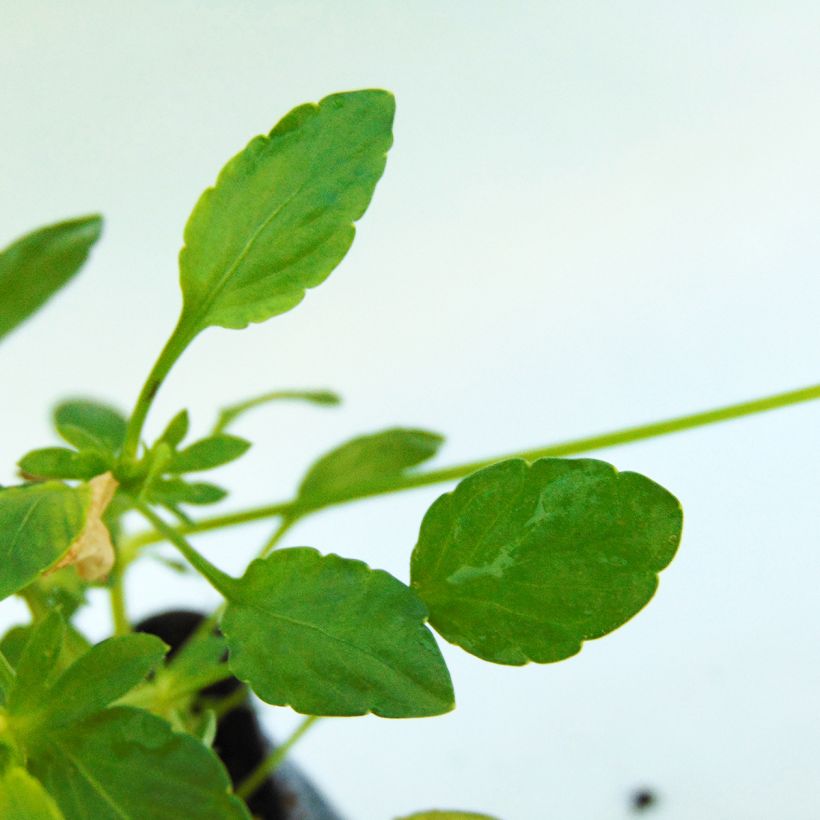Viola cornuta Columbine (Foliage)