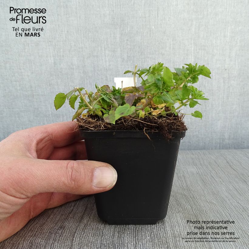 Viola cornuta Icy but spicy 8/9 cm pot sample as delivered in winter