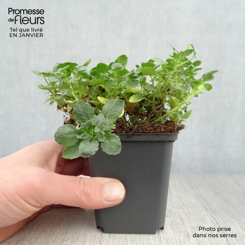Viola cornuta Martin 8/9 cm pot sample as delivered in winter