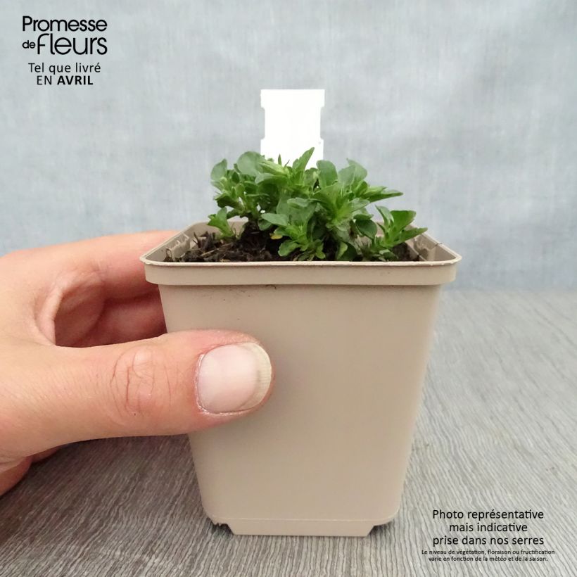 Viola cornuta Martin 8/9 cm pot sample as delivered in spring