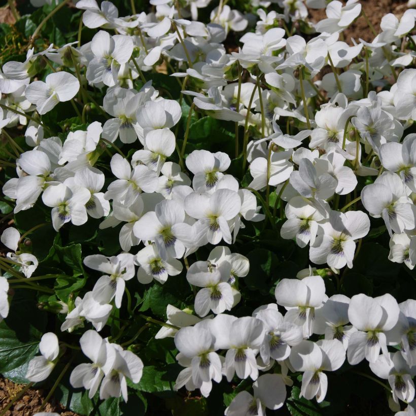Viola sororia Albiflora (Flowering)