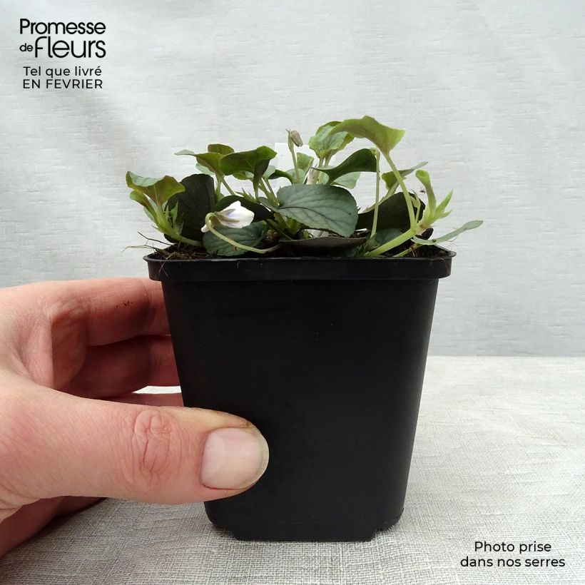 Viola walteri Silver Gem 8/9 cm pot sample as delivered in winter