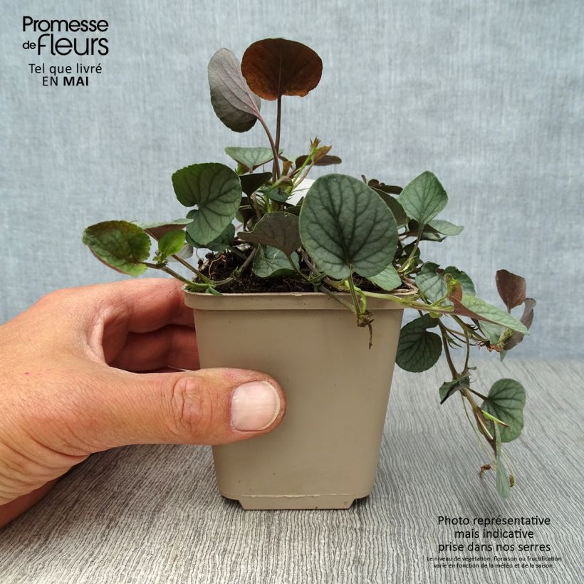 Viola walteri Silver Gem 8/9 cm pot sample as delivered in spring