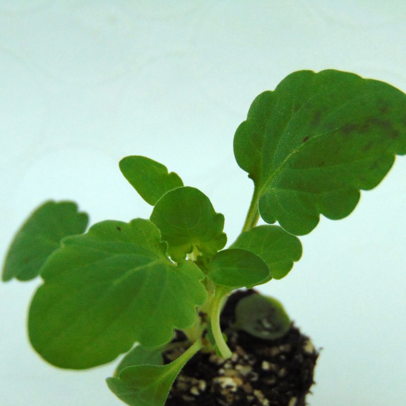 Viola cornuta Penny F1 Mickey - Horned pansy (Foliage)