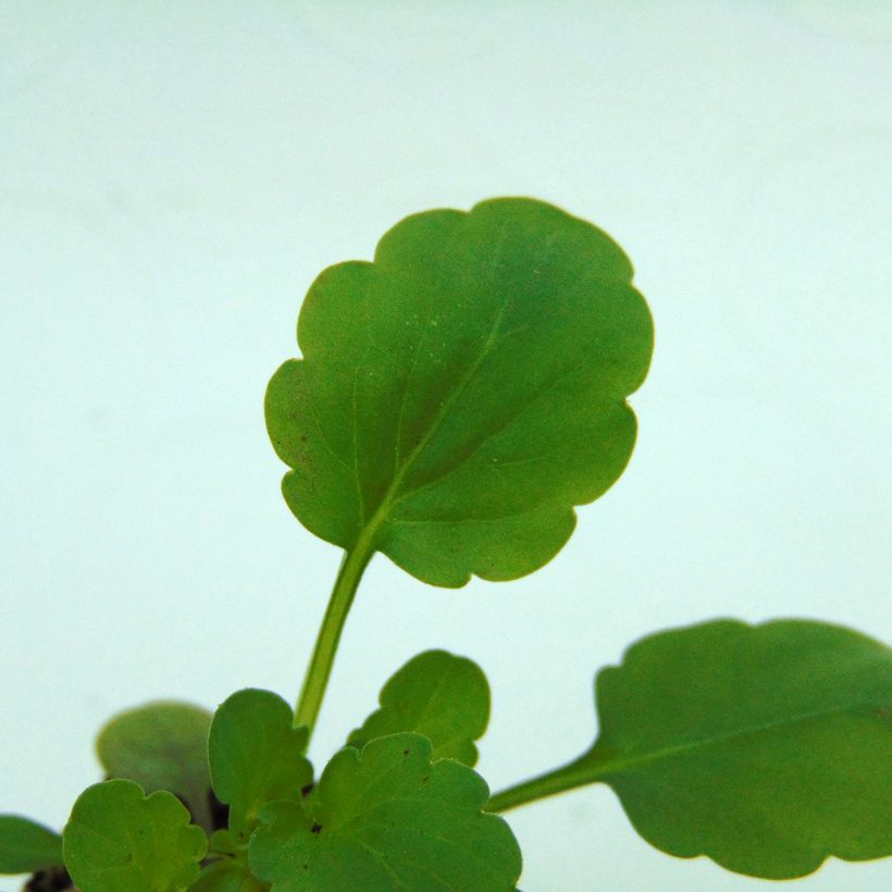 Viola Sorbet XP Yellow Blotch - Viola cornuta (Foliage)