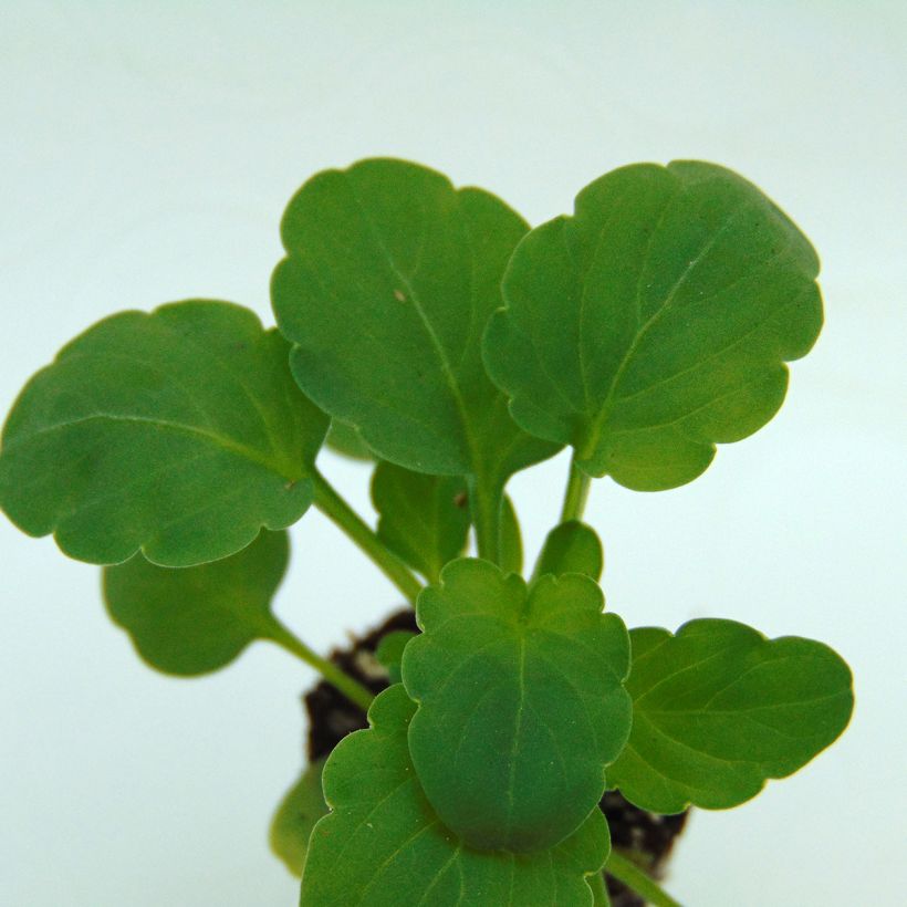 Viola Sorbet XP Lemon Jump-Up -  Horned Pansy (Foliage)