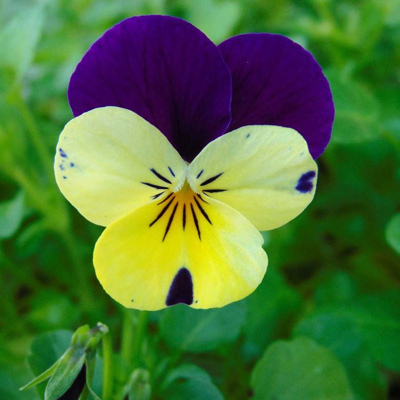 Viola Sorbet XP Lemon Jump-Up -  Horned Pansy (Flowering)
